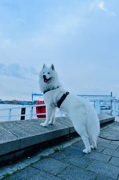 Seltene Rassen!-Beitrag-Bild