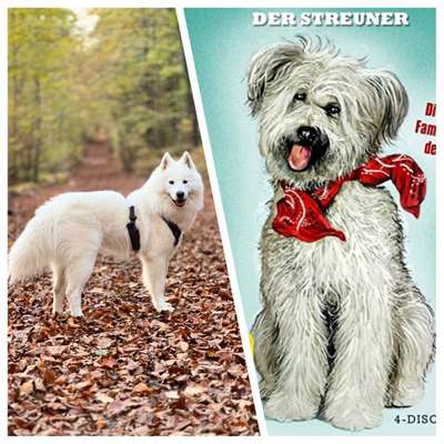 Wie heißt dein Hund?-Beitrag-Bild