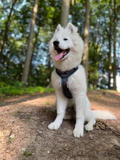 Die Lieblingsrunde eures Vierbeiners-Beitrag-Bild