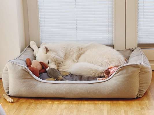 Samojede-Beitrag-Bild