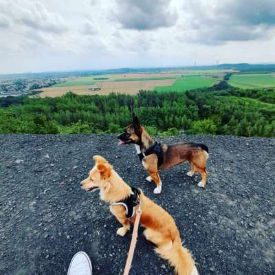 Mischlingshunde Foto Aufruf-Beitrag-Bild