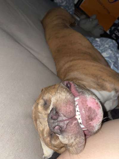 Zeigt mir die tollste Nahaufnahme von eurer Fellnase-Beitrag-Bild