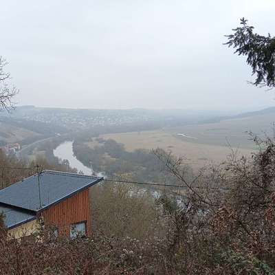 Hundetreffen-Kleine Runde Am Mainufer-Bild