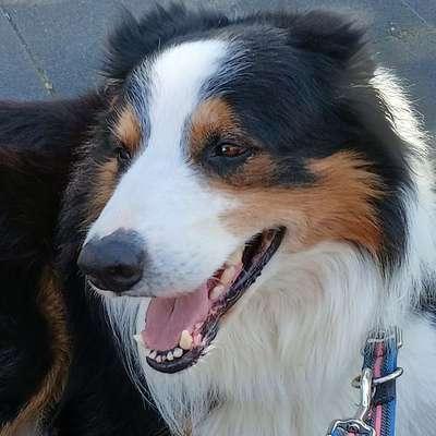 Hundetreffen-Treffen in Bad Münstereifel Arloff-Bild