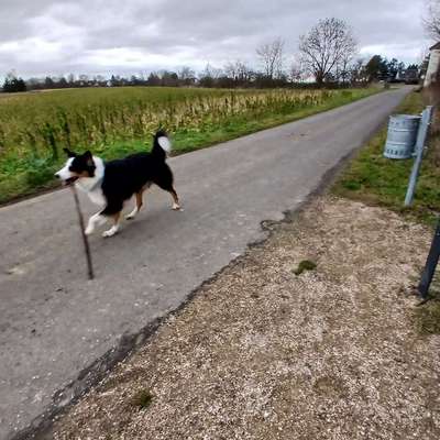 Hundetreffen-Hundekumpel gesucht-Bild
