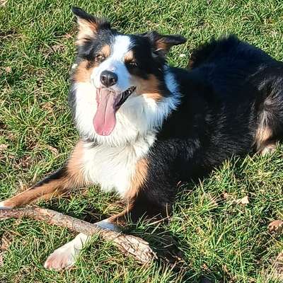 Hundetreffen-Hundekumpel gesucht-Bild