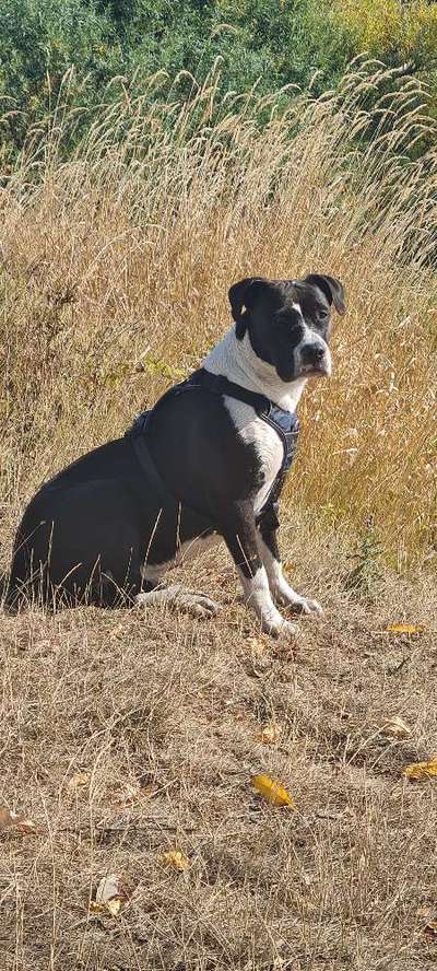 Hundetreffen-Tangermünde-Bild