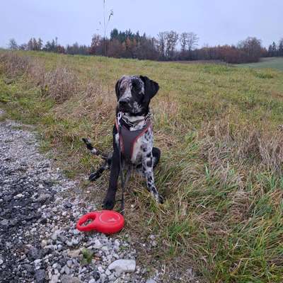 Hundetreffen-Gemeinsam Spazieren gehen-Bild