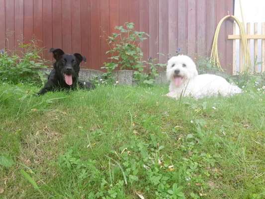 Die Dogorama Monats Challenge "Es grünt und blüht"-Beitrag-Bild