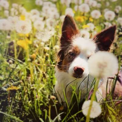 Hundetreffen-Gassi & gute Vibes ✨-Bild