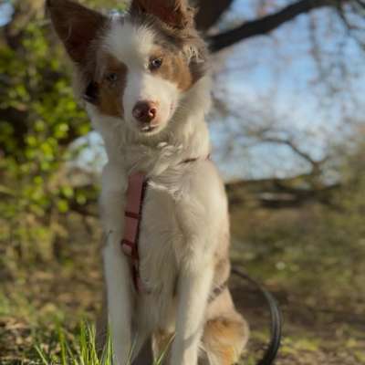 Hundetreffen-Gassi & gute Vibes ✨-Bild