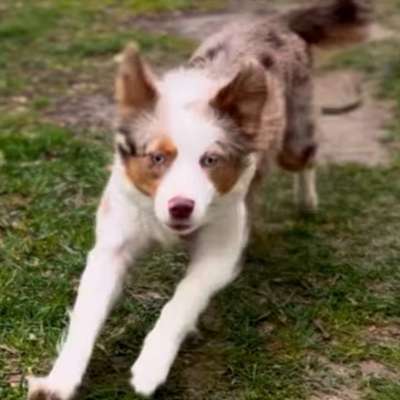 Hundetreffen-Gassi & gute Vibes ✨-Bild