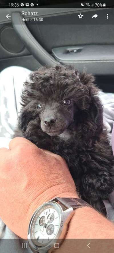 Alles rund um den Pudel-Beitrag-Bild