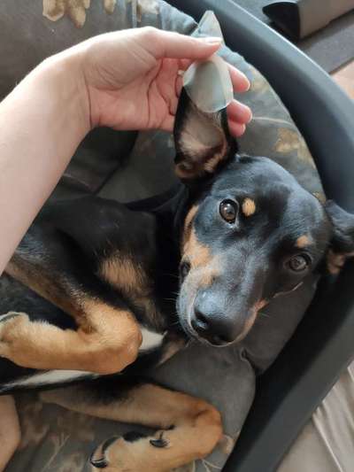 Liebhaber des Deutschen Pinscher gesucht.-Beitrag-Bild