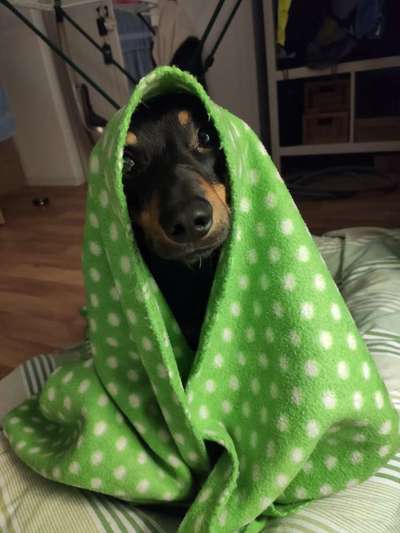 Liebhaber des Deutschen Pinscher gesucht.-Beitrag-Bild