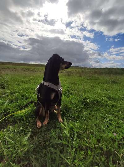 Halsband ab 45 kg oder stabiles Geschirr ?-Beitrag-Bild