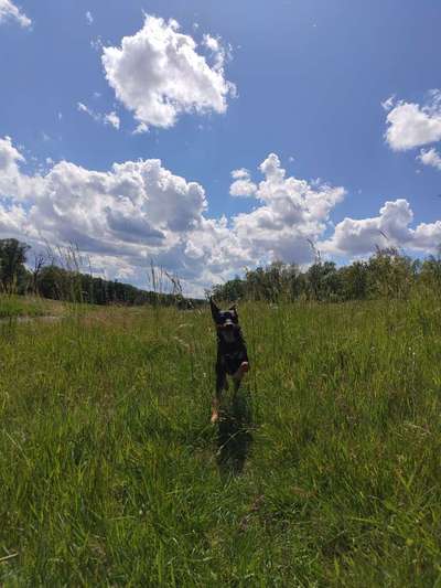 Liebhaber des Deutschen Pinscher gesucht.-Beitrag-Bild