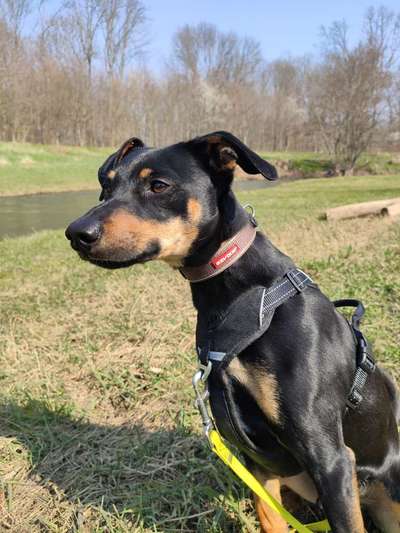 Liebhaber des Deutschen Pinscher gesucht.-Beitrag-Bild