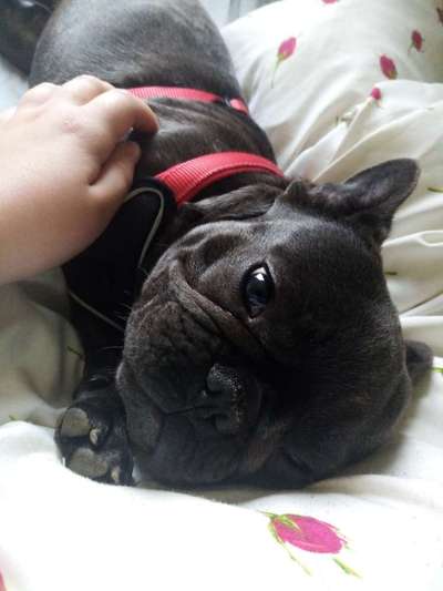 Französische Bulldoggen-Beitrag-Bild