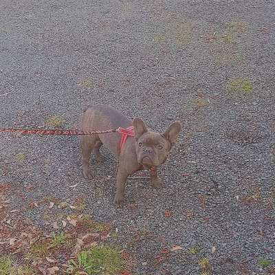 Hundetreffen-Gassi oder Spielrunde in Melsungen u. Umgebung-Profilbild