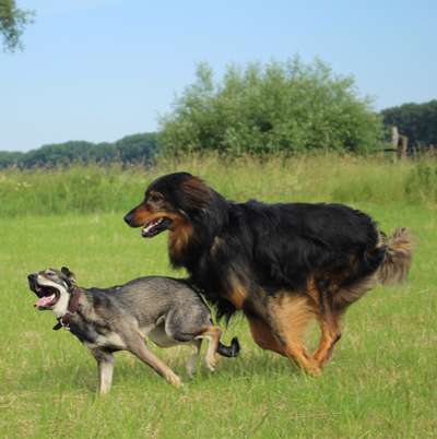 Hundetreffen-Spielzeit-Bild