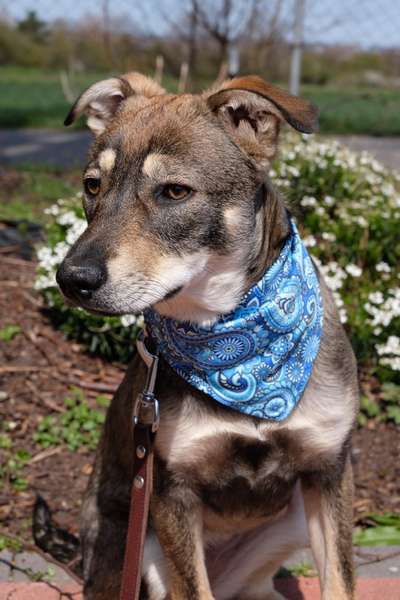 Dogorama Photo Challenge - Tre Chic!-Beitrag-Bild