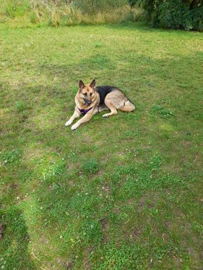 Podencomischling oder Podenco-Beitrag-Bild