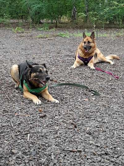 Alles rund um den Schäferhund, diskutieren erwünscht.-Beitrag-Bild