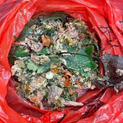 Giftköder-Fleisch mit Tabletten ausgelegt-Bild