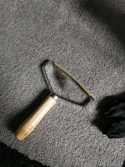 Entfernung Hundehaare in der Wohnung-Beitrag-Bild