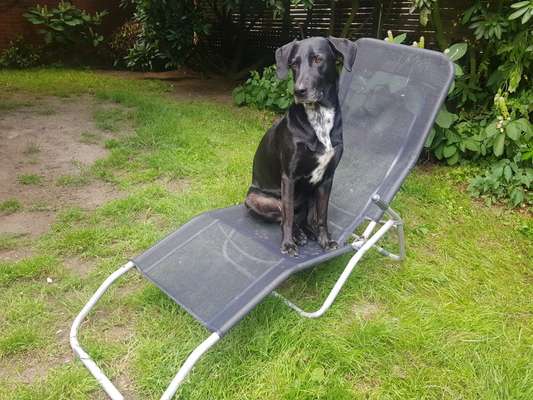 Hund aus dem Spanischen Tierschutz-Beitrag-Bild