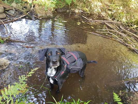Mischlingshunde Foto Aufruf-Beitrag-Bild