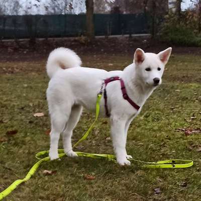Hundetreffen-Welpen/Junghund treffen größerer Rassen-Bild