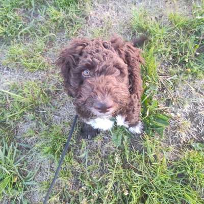 Hundetreffen-Welpen- / Junghundetreffen in Geisenfeld-Bild