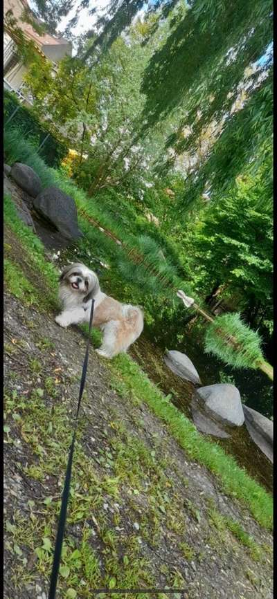 Shih Tzu von Jung bis Senioren-Beitrag-Bild