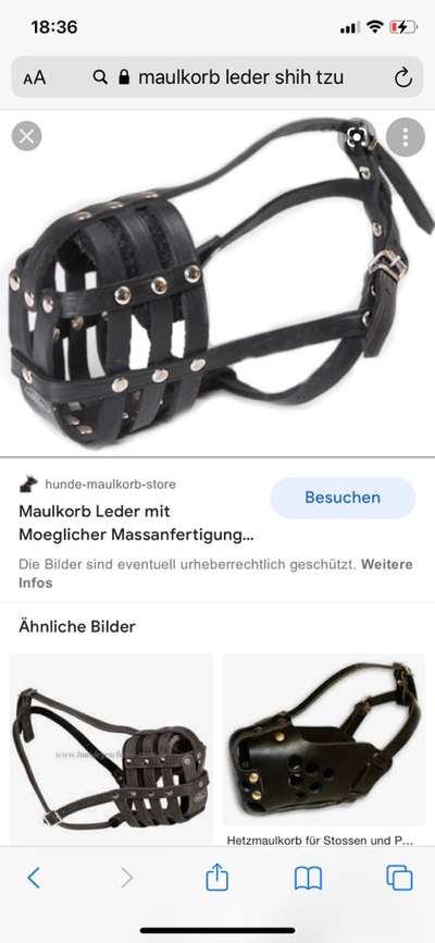 Shih Tzu von Jung bis Senioren-Beitrag-Bild