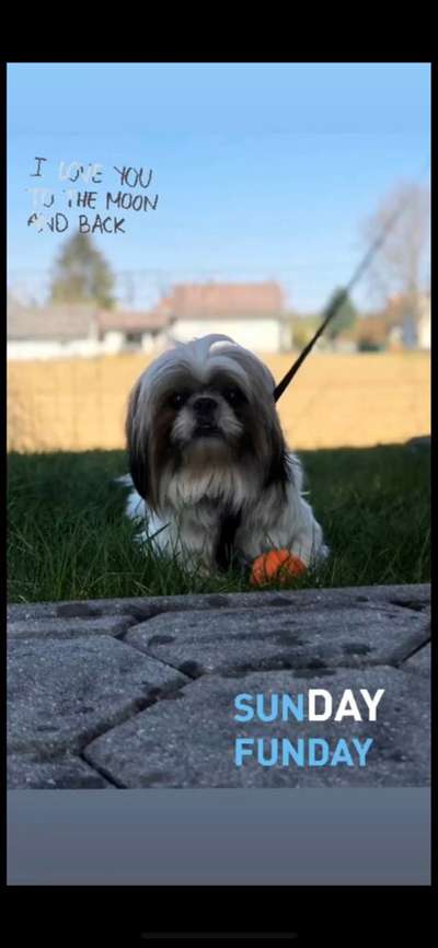 Shih Tzu von Jung bis Senioren-Beitrag-Bild