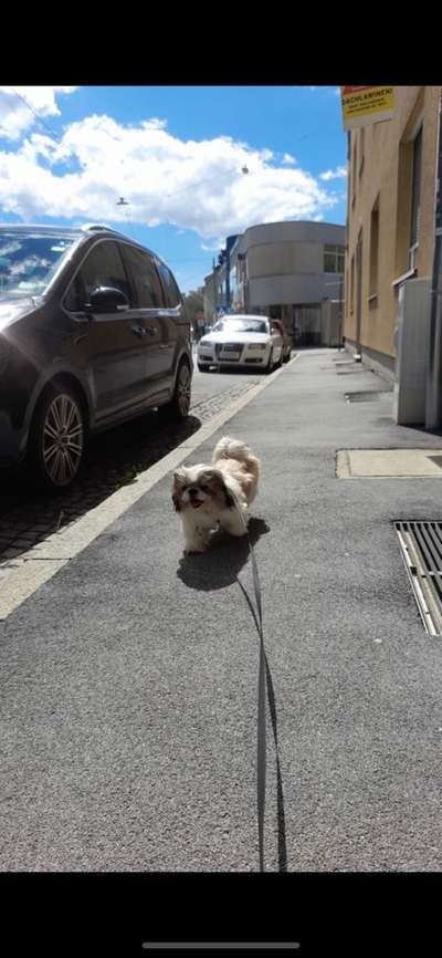 Shih Tzu von Jung bis Senioren-Beitrag-Bild