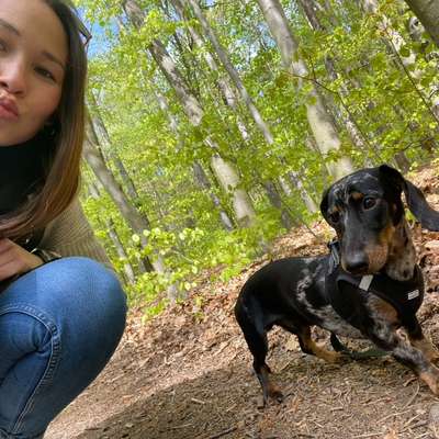 Hundetreffen-Spaziergänge mit Spielrunden-Bild