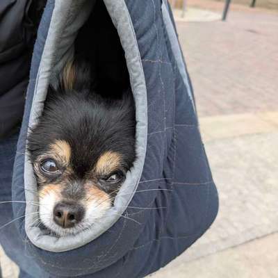 Gehören Hunde ins Restaurant?-Beitrag-Bild