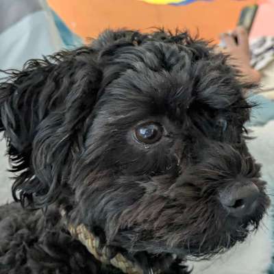 aktuelles Foto Gruppe Havapoo