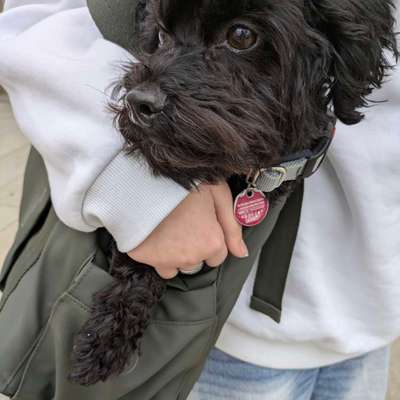 Gehören Hunde ins Restaurant?-Beitrag-Bild