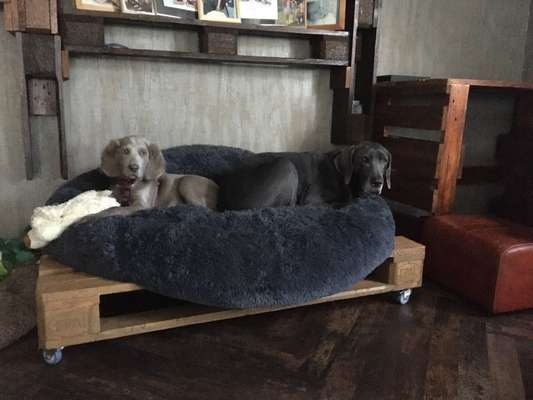 Weimaraner-Beitrag-Bild