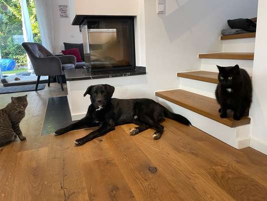 Welpe kommt zu Kater-Beitrag-Bild