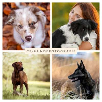 %{de_profession_title}-Natürliche und fröhliche Hundefotografie-Bild