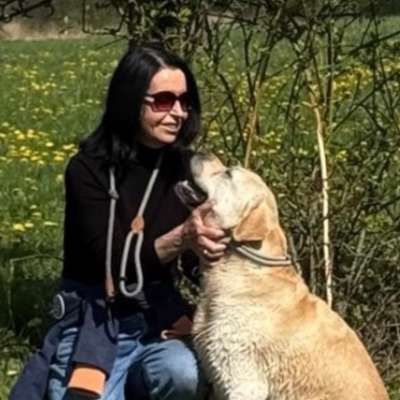 Hundetreffen-Labbiwelpen treffen