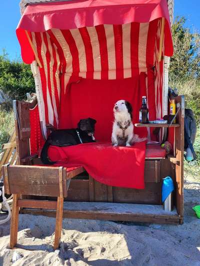 TierschutzhundeStammtisch🐕-Beitrag-Bild