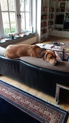 Hundetreffen-Spielkameradin gesucht-Bild