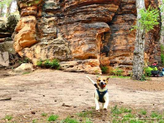 Hundetreffen-Gassipartner für Spaziergänge/Wanderungen gesucht-Bild