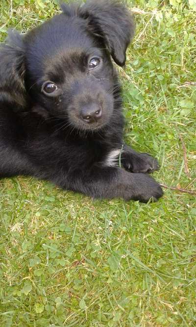 CHALLENGE NR. 19 - Der Hundeblick-Beitrag-Bild